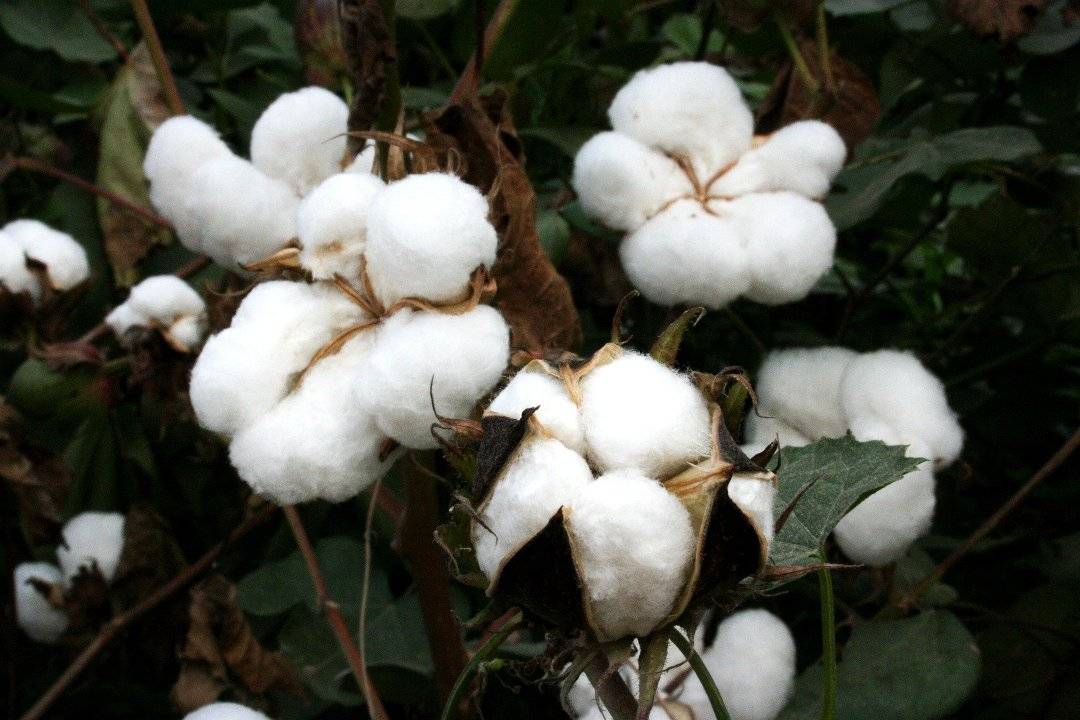 Cotton flowers