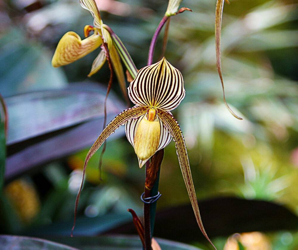 Gold of Kinabalu Orchid