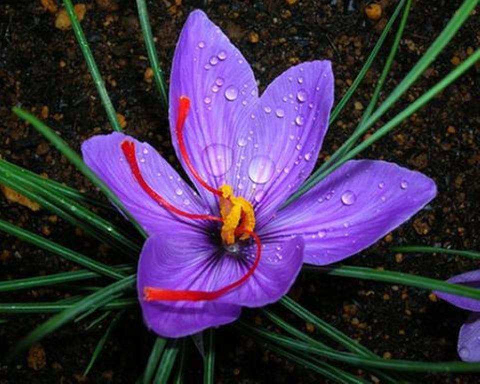 saffron crocus