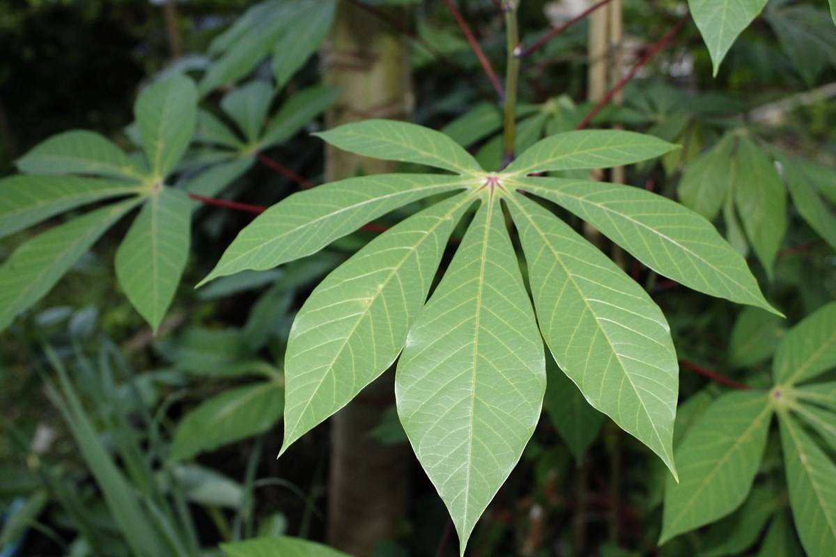 Cassava/Tapioca leaves