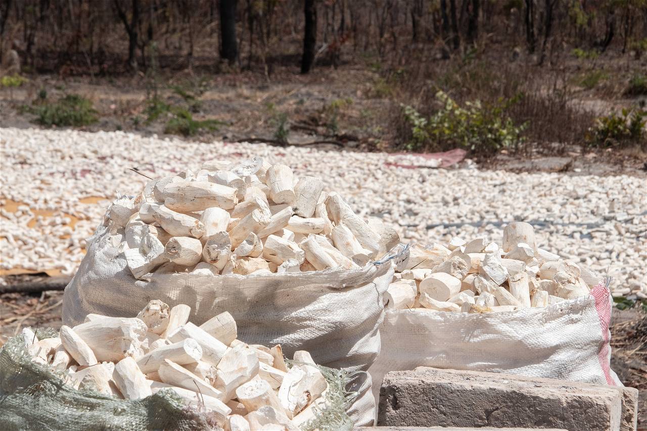 Dried Cassava