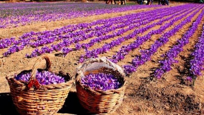 Saffron Cultivation