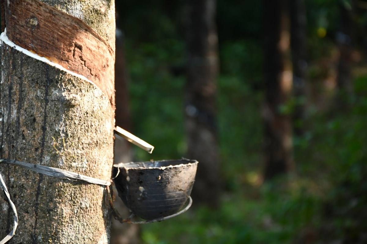 Sap being collected from rubber tree