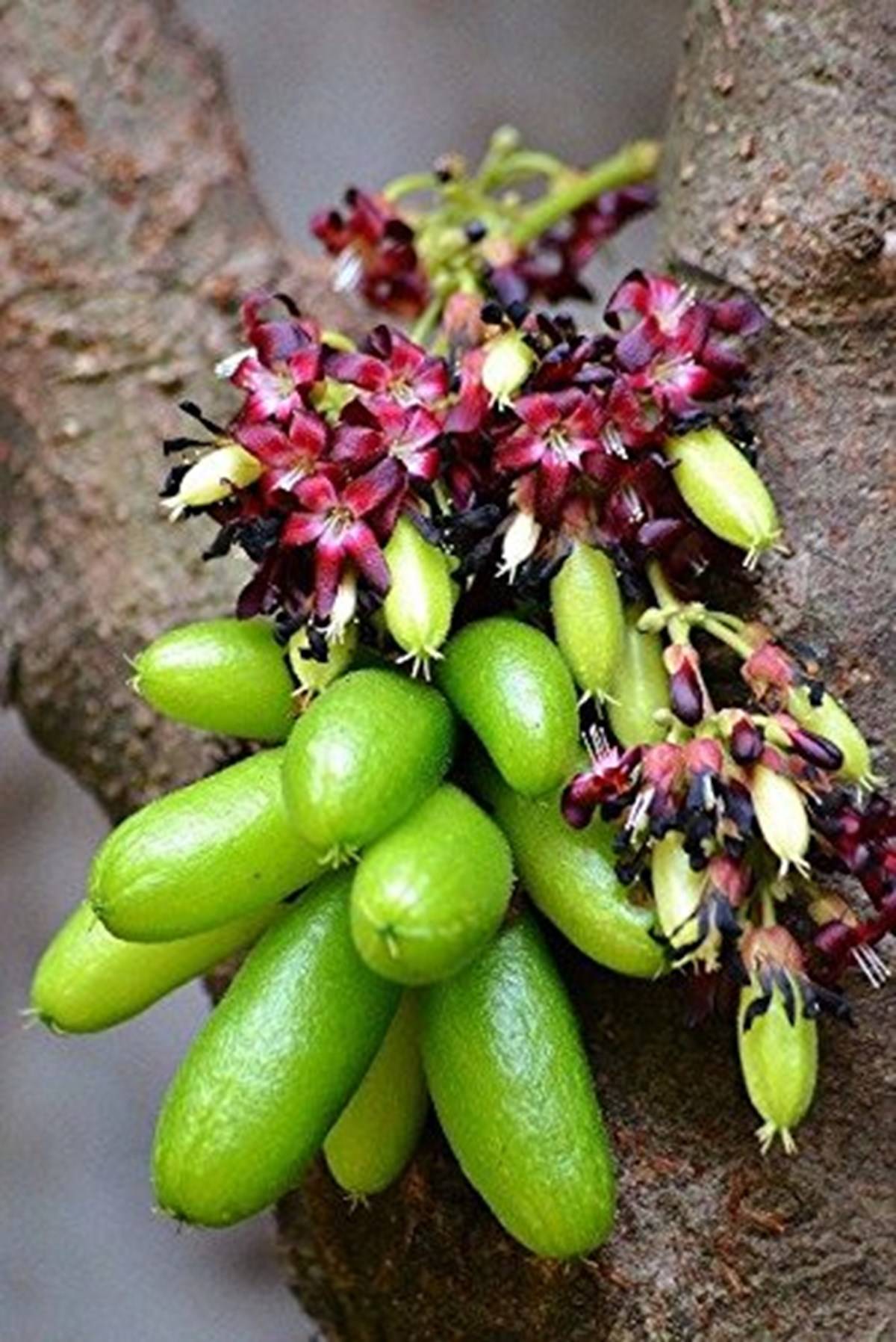 Bilimbi Fruit