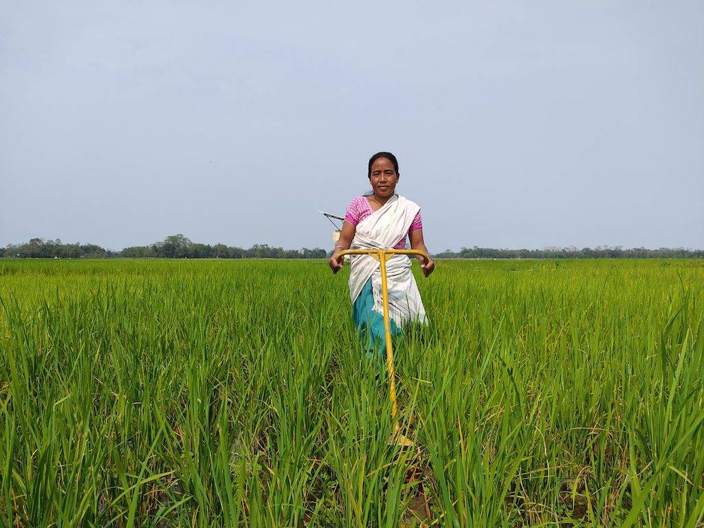 Woman In The Field