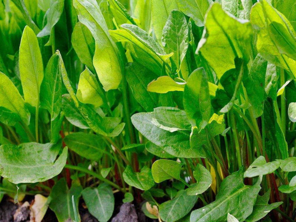 Sorrel Leaves