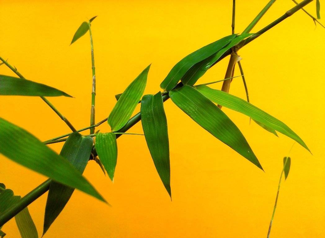 Bamboo leaves