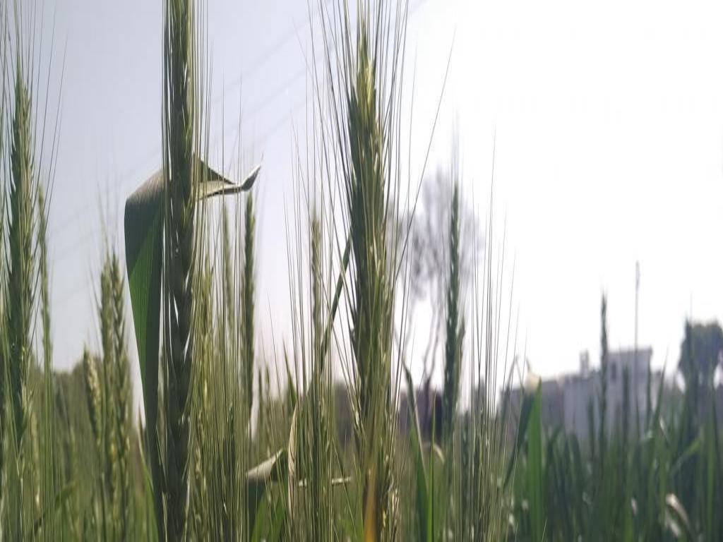 Paddy Crop