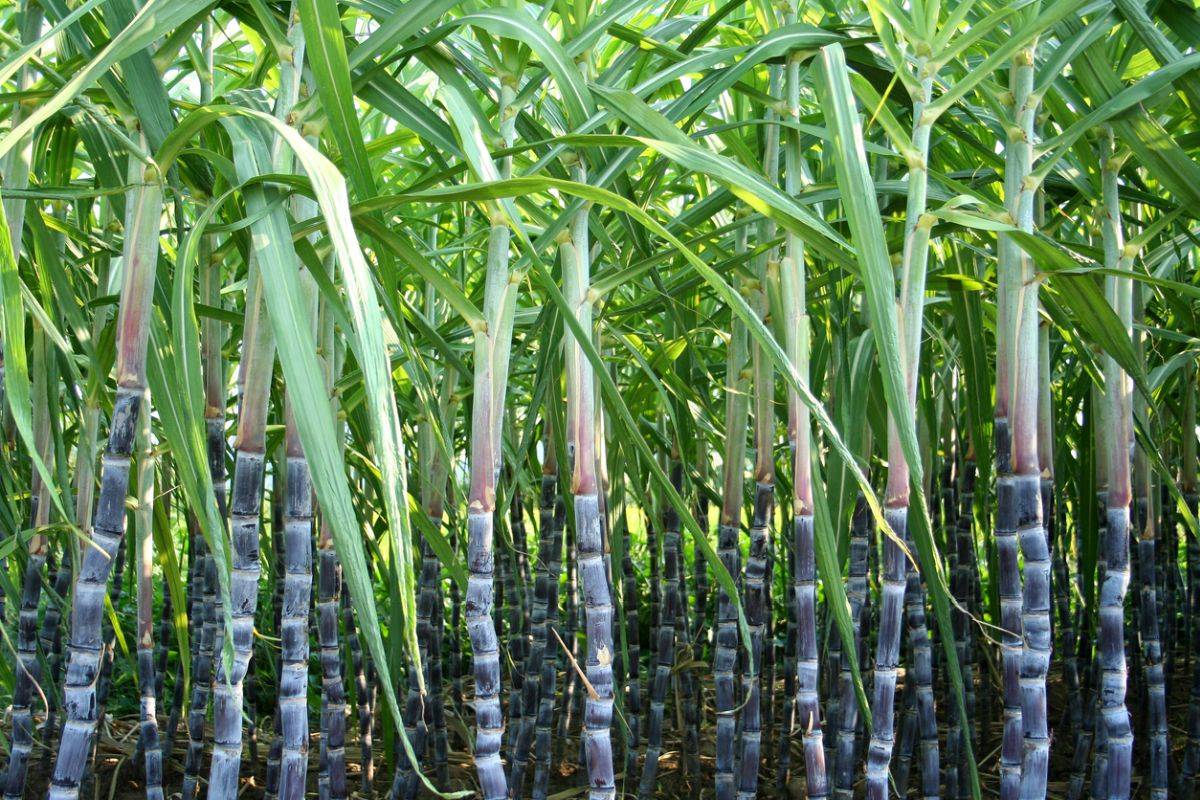 Sugarcane