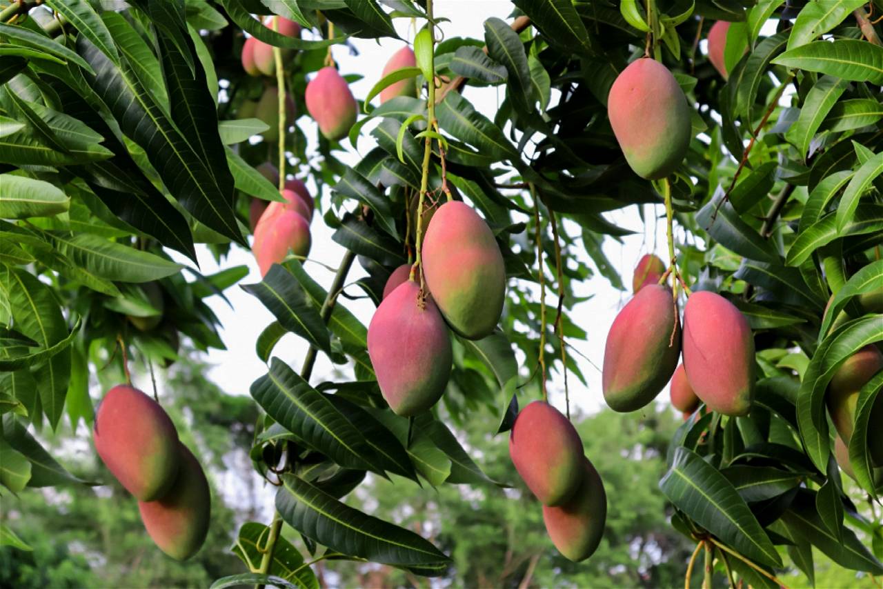 Good News: Pakistan Introduces Sugar-Free Mangoes for Diabetics