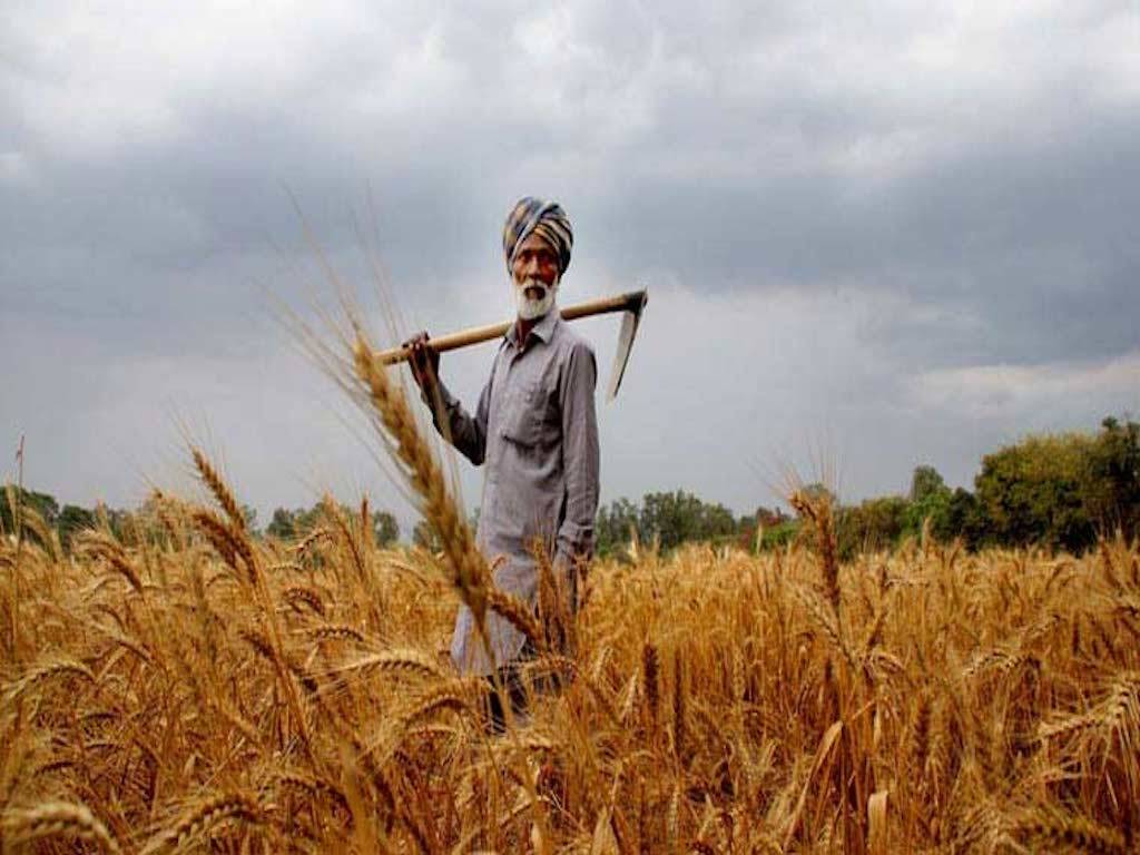 Farmer in his Field