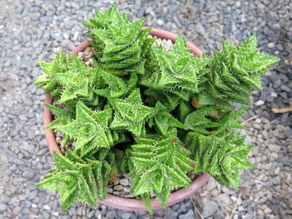 Tiger Tooth Aloe (Aloe juvenna)