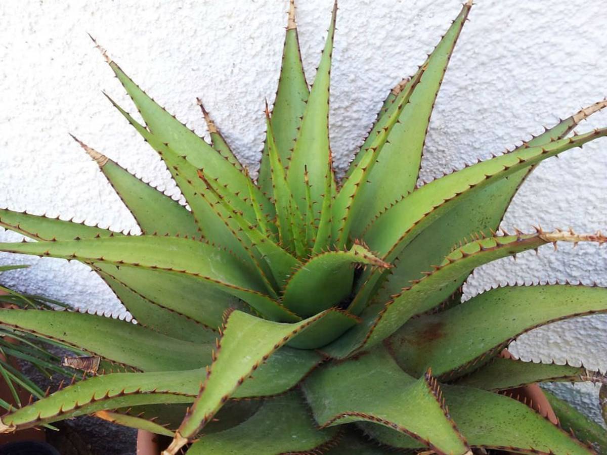 Top 15 Exotic Aloe Vera Varieties For Your Home Garden 4210