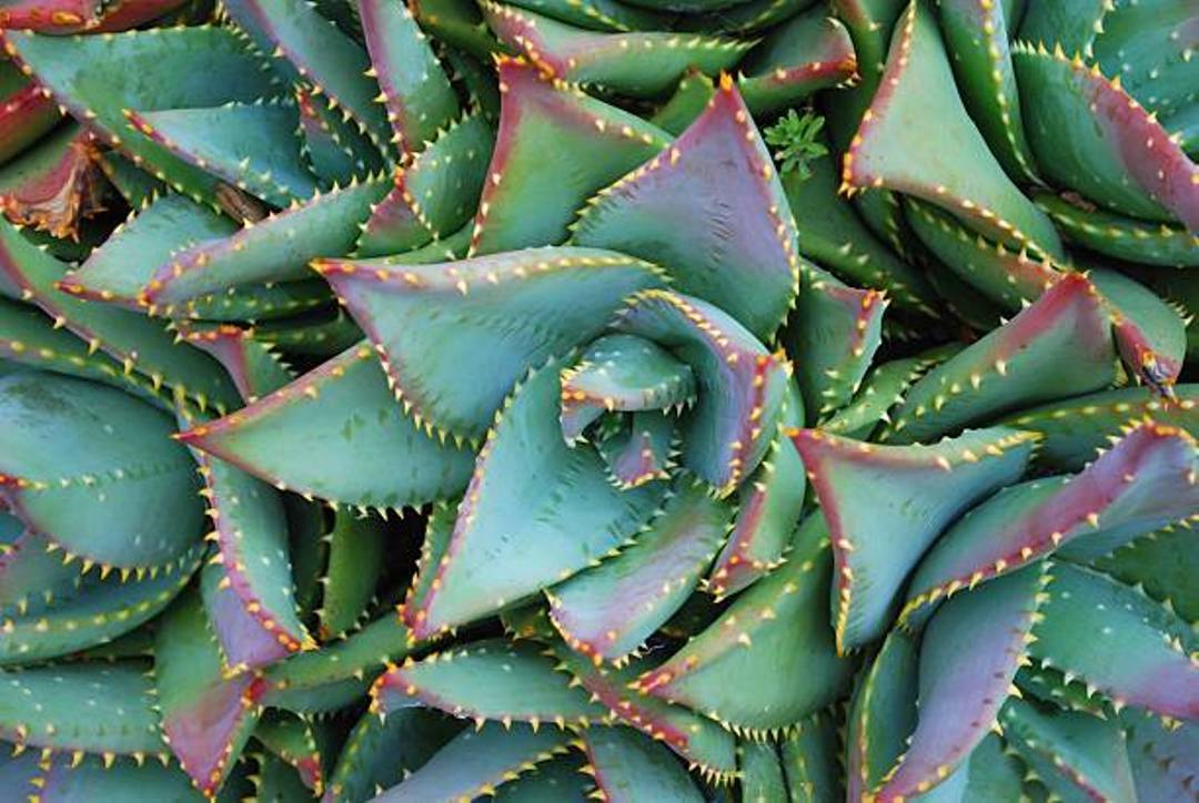 Coral Aloe (Aloe striata)