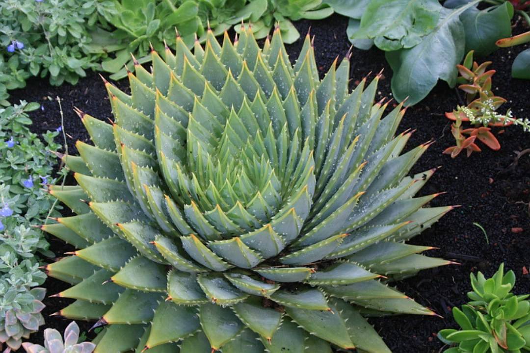 Spiral Aloe (Aloe polyphylla)