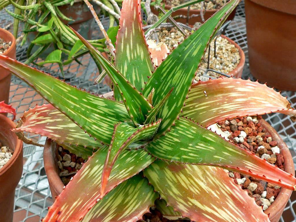 Somalian Aloe (Aloe somaliensis)