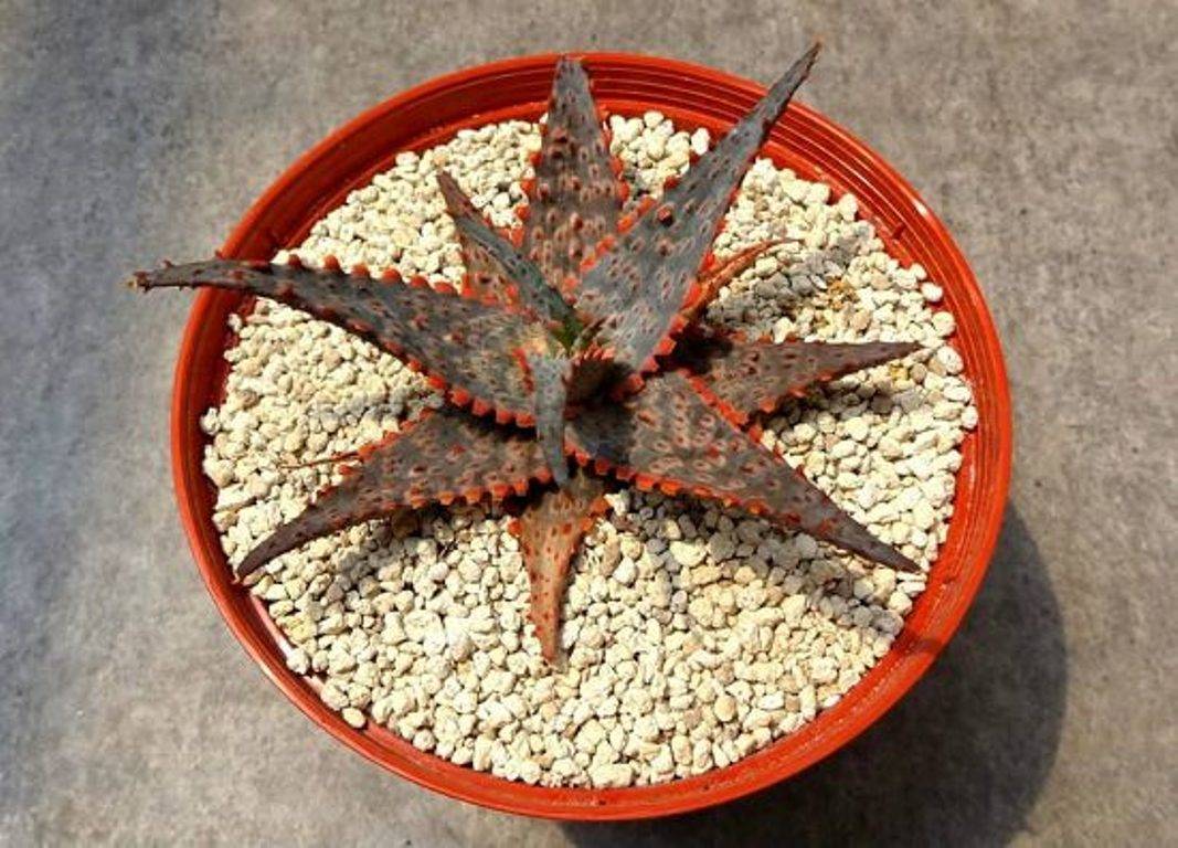 Carmine Aloe (Aloe carmine)