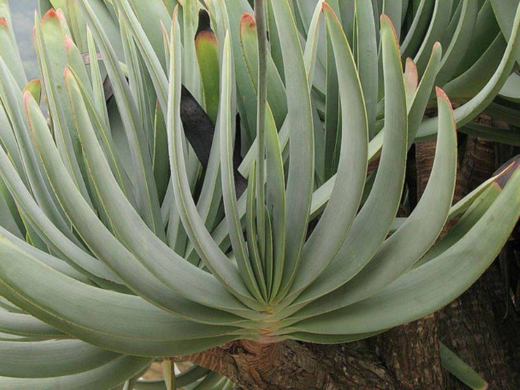 Fan Aloe (Aloe plicatilis)