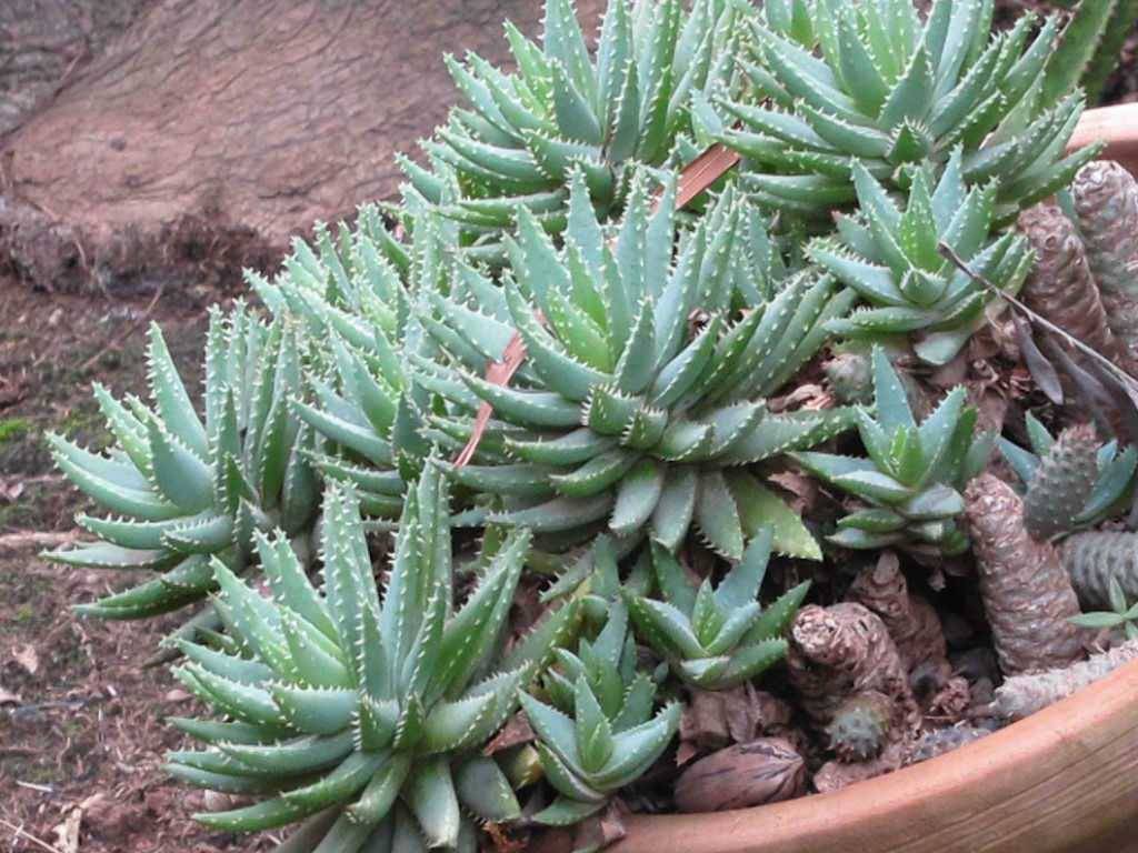 Short Leaf Aloe (Aloe brevifolia)