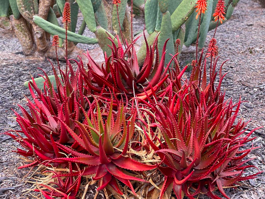 Red Aloe (Aloe cameronii)