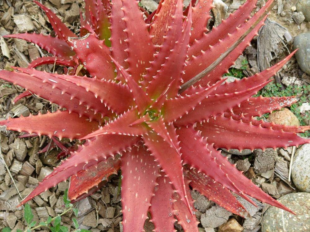 Sunset Aloe (Aloe dorotheae)