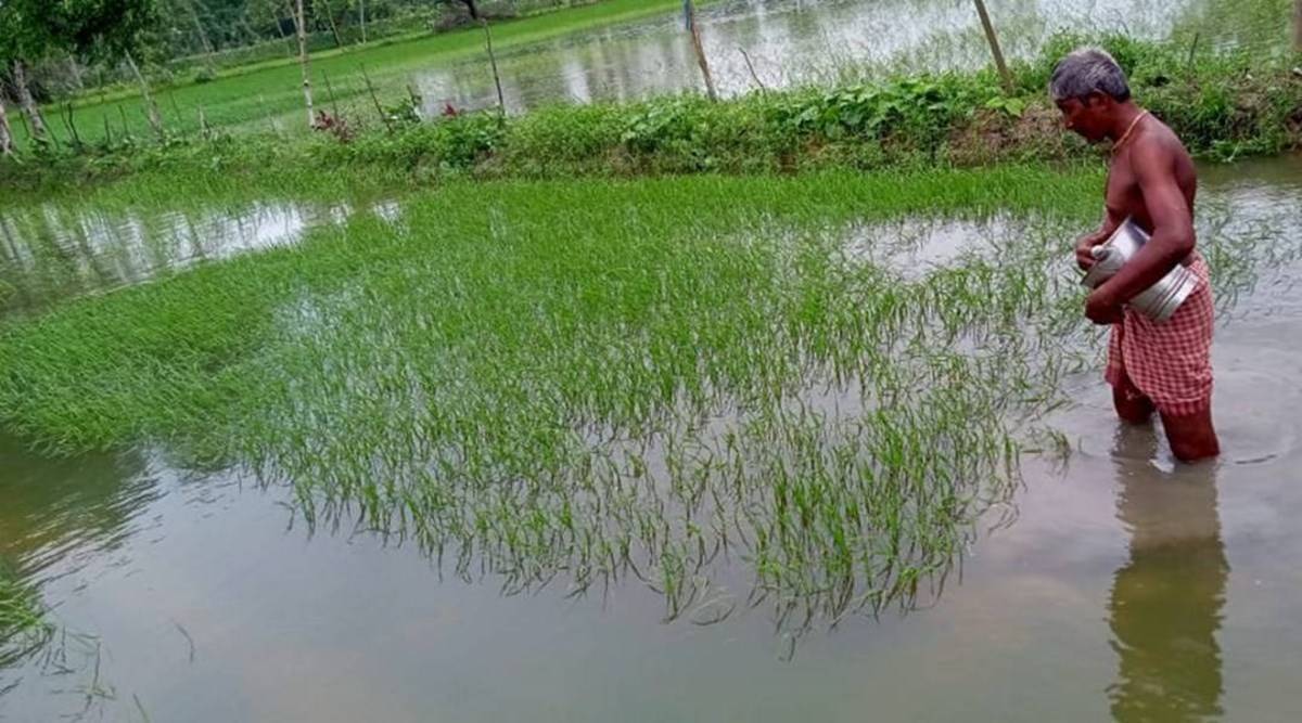 Pokkali rice field