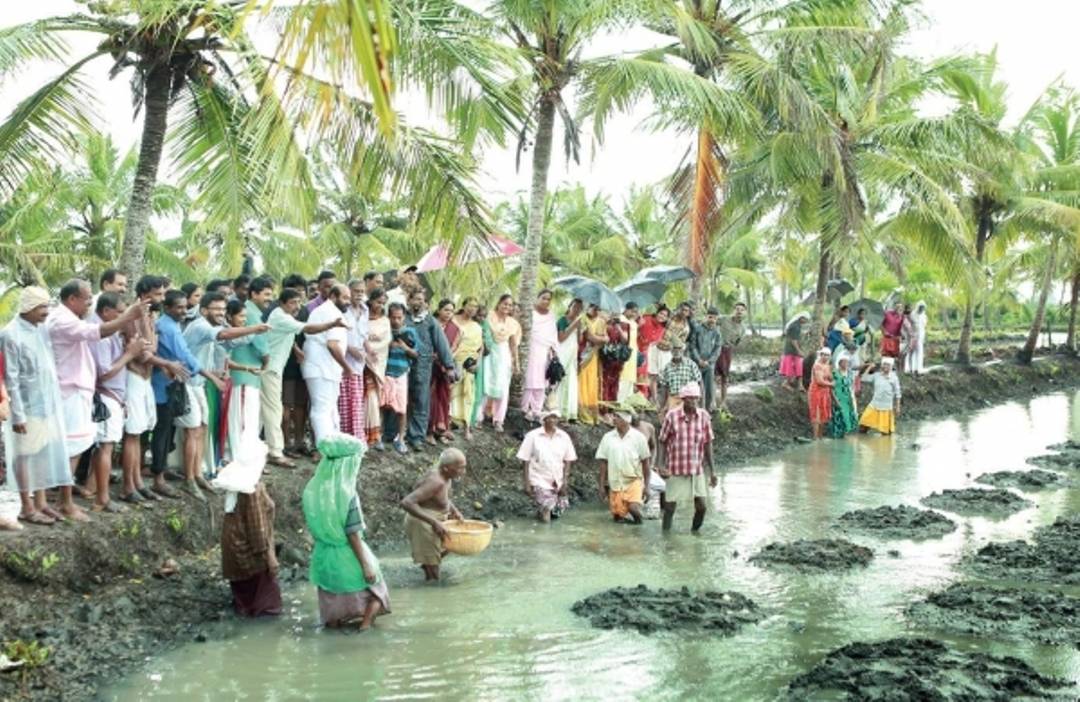 Pokkali field cum aquaculture