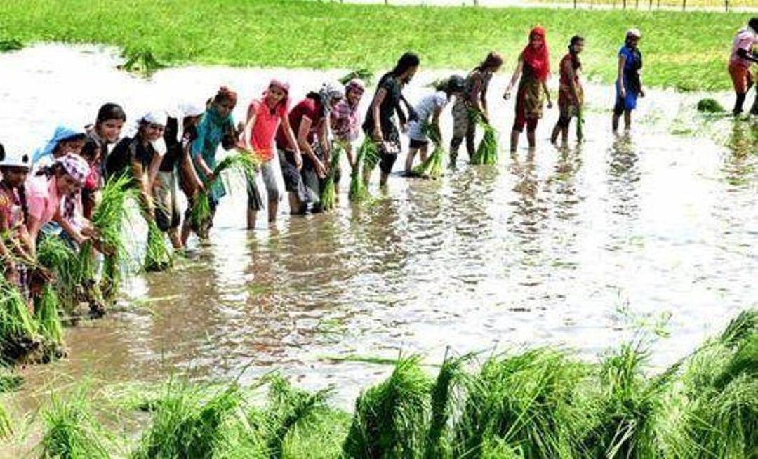 Pokkali rice harvest