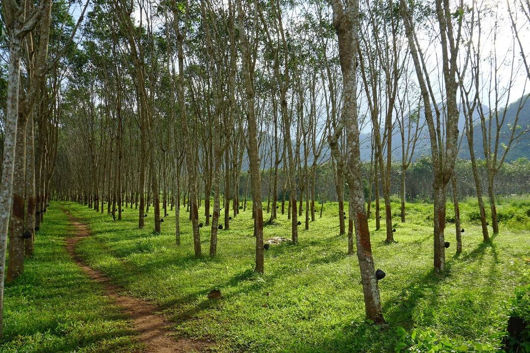 Rubber plantations