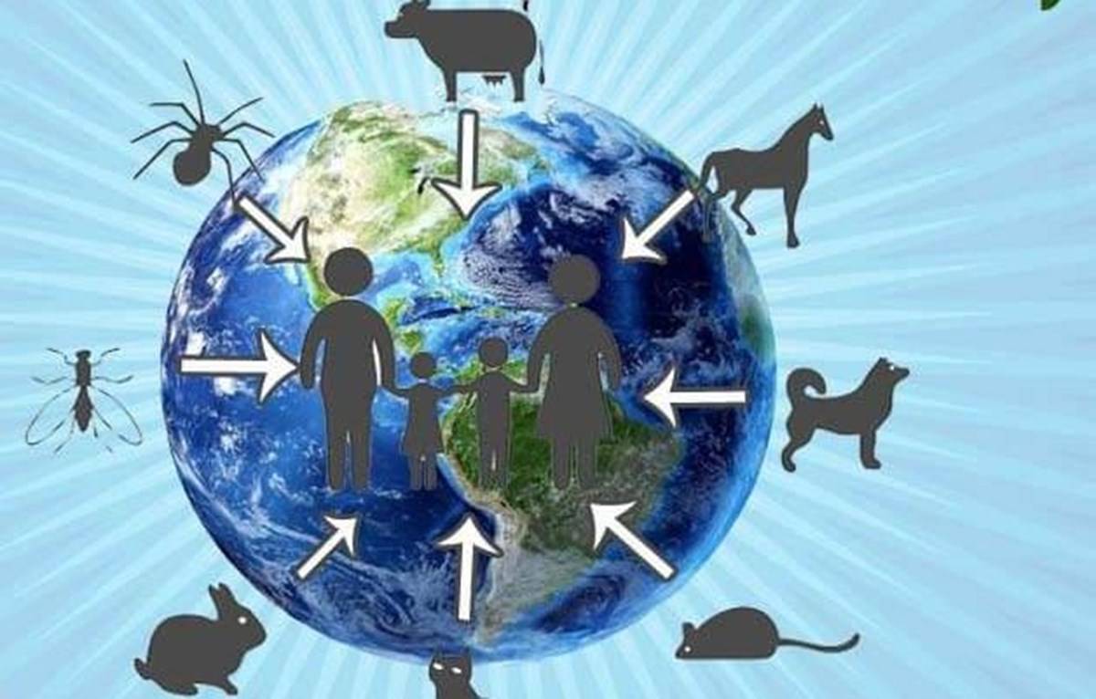 Animals transmit diseases to humans