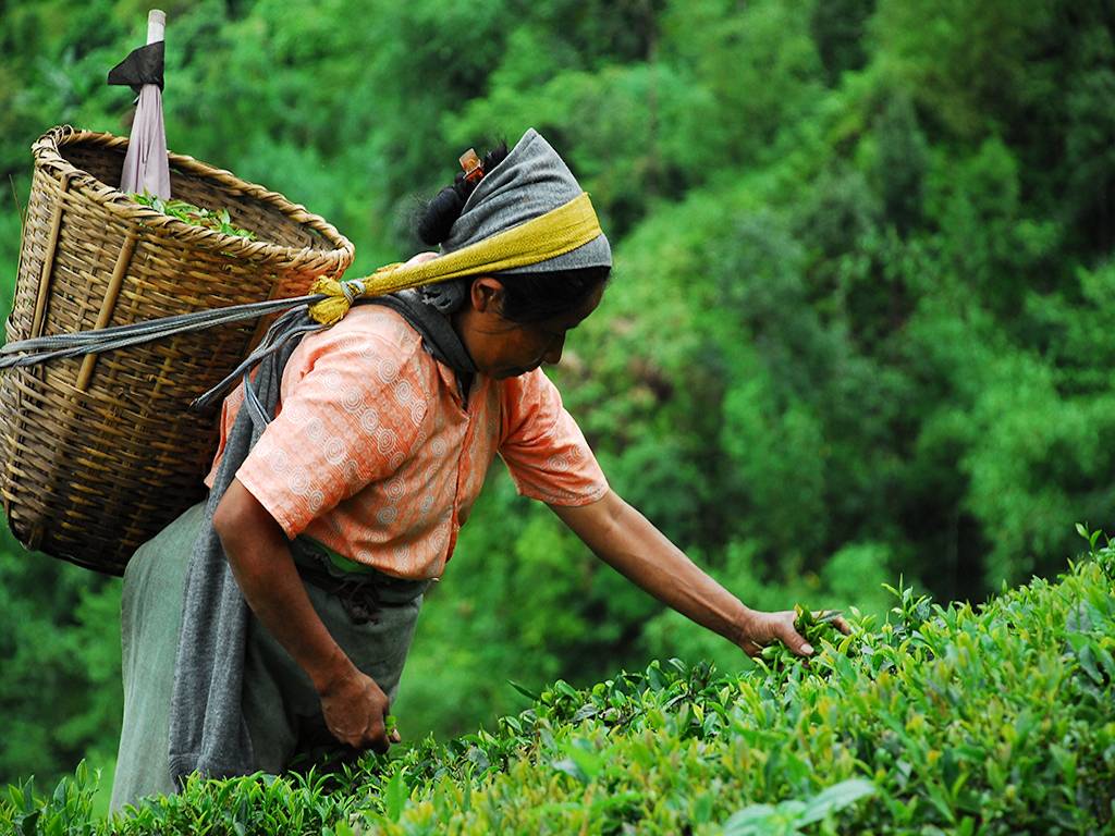 Tea Garden Worker