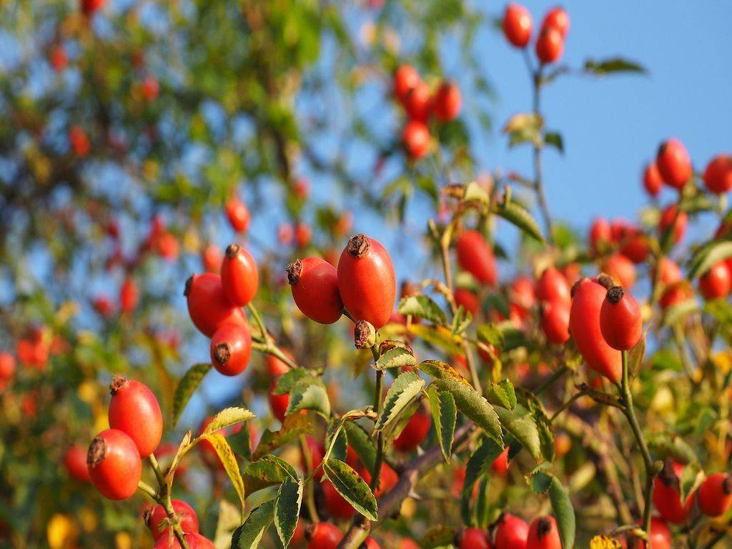 Rose Hips