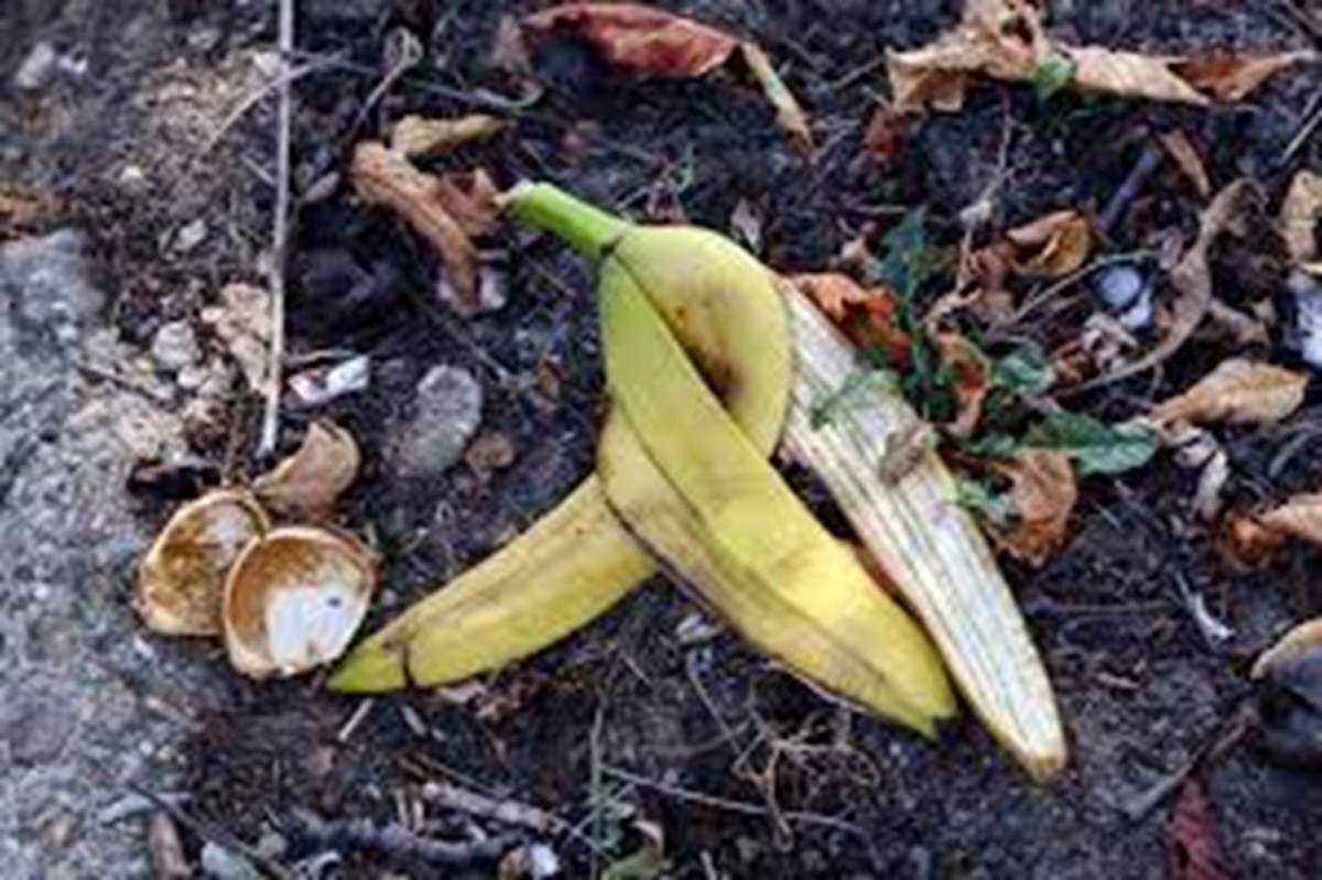 Banana peels can work wonders for the plants