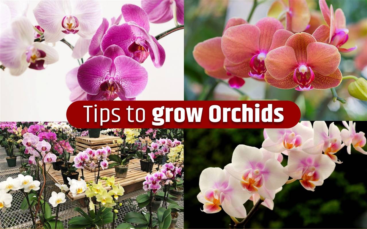 Profitable Flower Cultivation: Earn Huge Profits by Growing Orchids ...