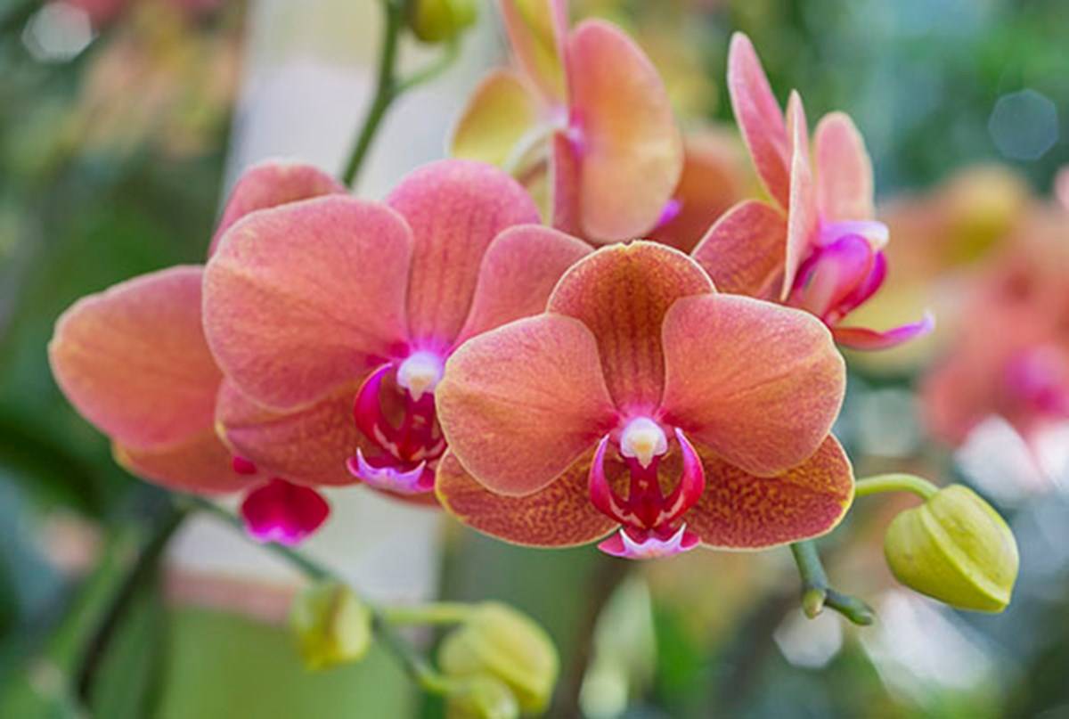 Important tips to grow orchids
