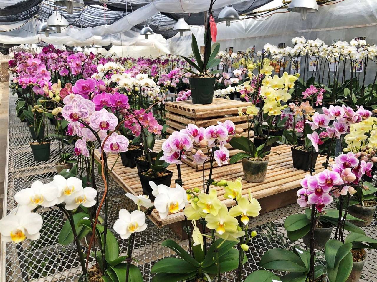 Profitable Flower Cultivation: Earn Huge Profits by Growing Orchids ...