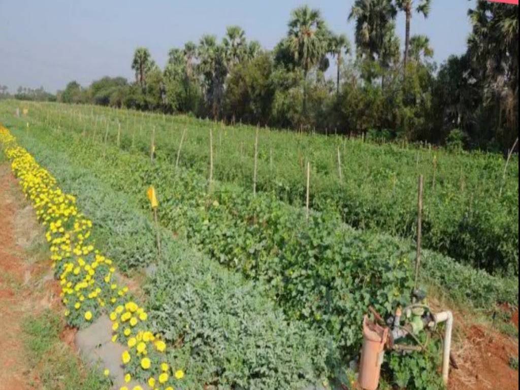 Mixed Farming