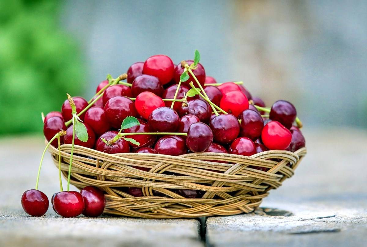 Basket full of juicy, sweet cherries