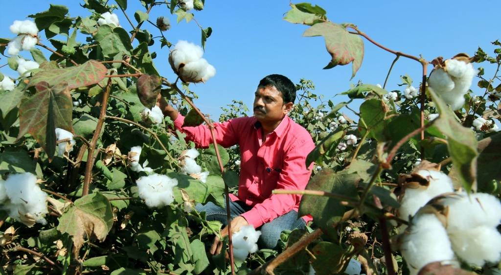 Indian Cotton Farmer