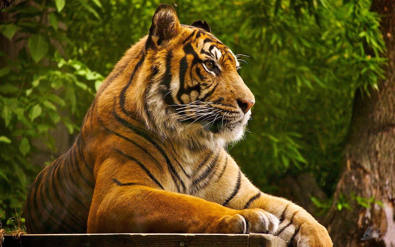 International Tiger Day