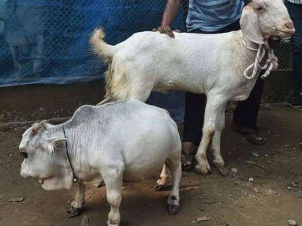 Rani - the dwarf cow in Bangladesh; she's shorter than a goat