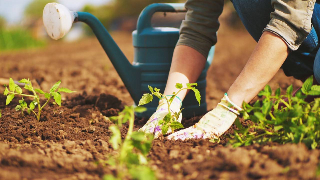 Gardening - a wonderful hobby