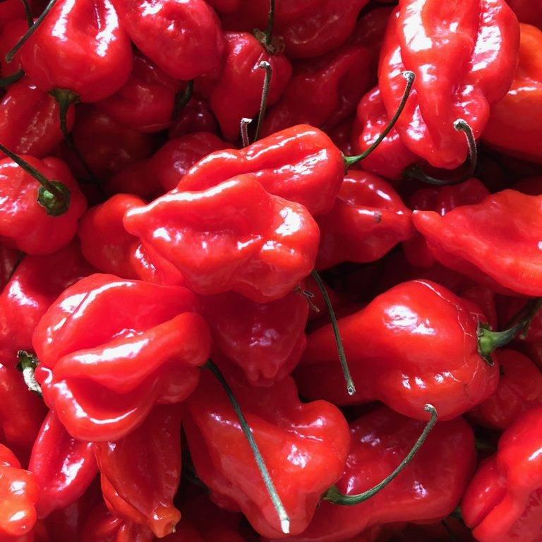 Naga Morich