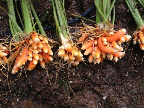 Turmeric Rhizomes