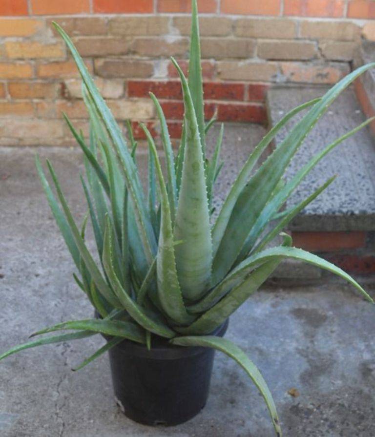 Aloe barbadensis Miller (Aloe vera plant)