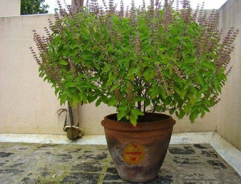 Tulsi