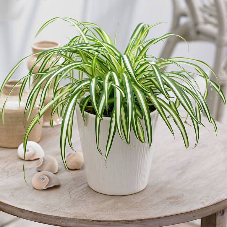 Spider Plant