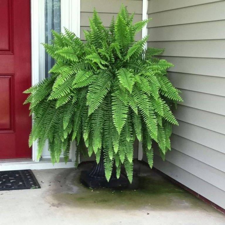 Boston Fern plant