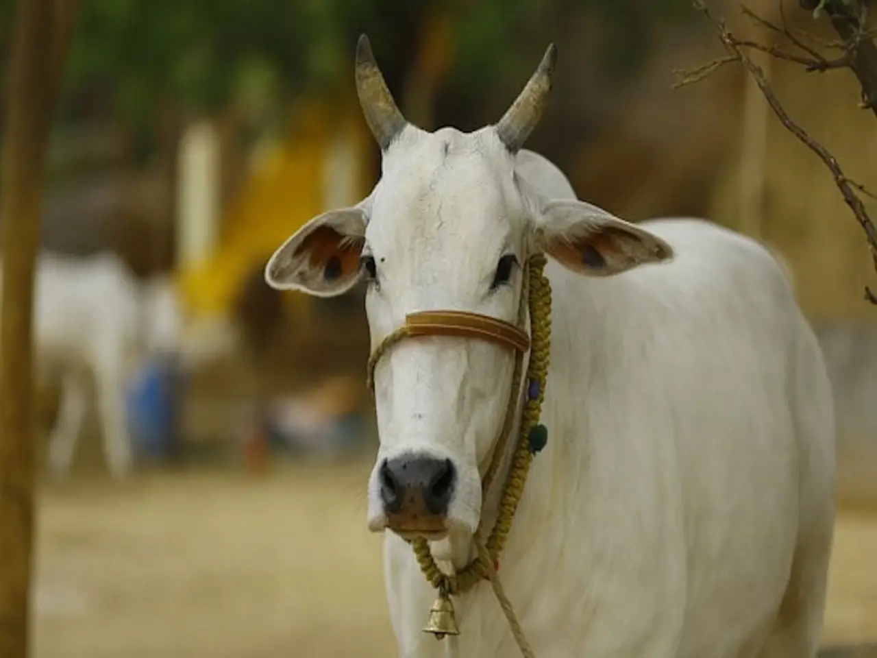 Assam's Cattle Bill