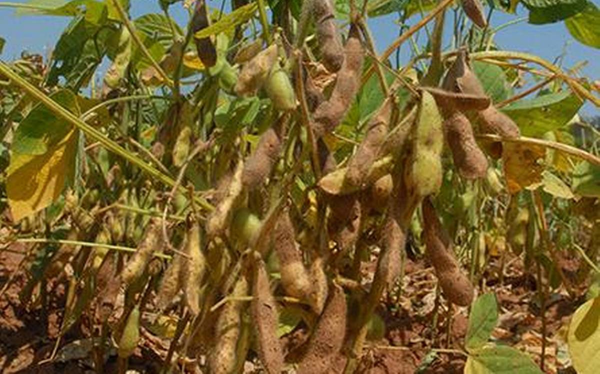 Top Varieties of Soybean in Madhya Pradesh